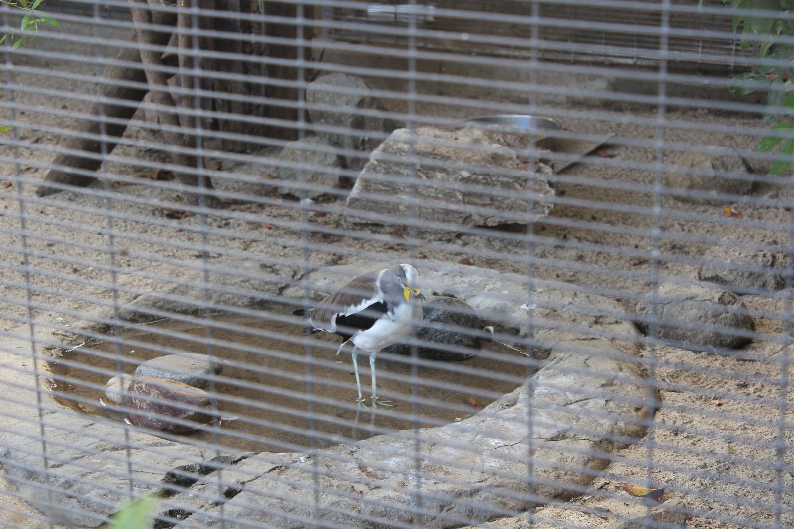 San Diego Zoo Part II 028